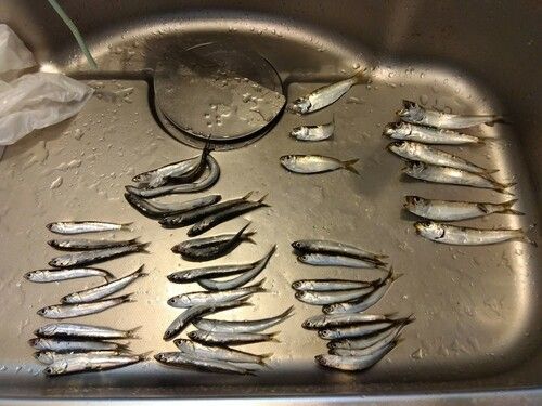 カタクチイワシの釣果