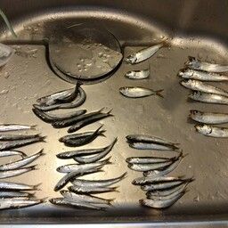 カタクチイワシ