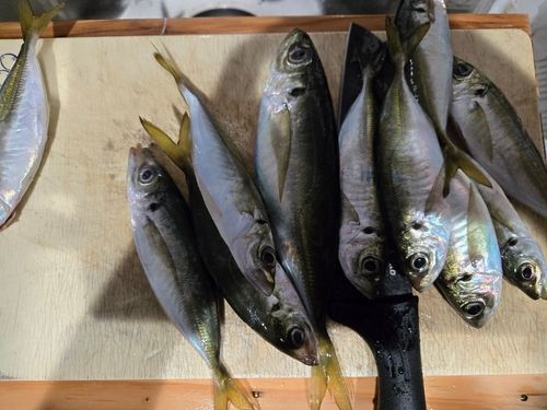 アジの釣果