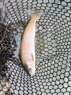 ニジマスの釣果