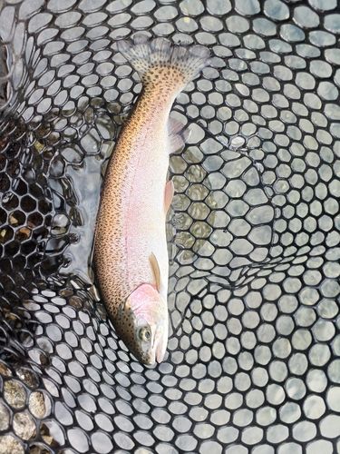 ニジマスの釣果