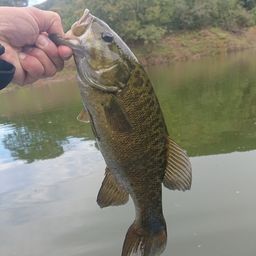 スモールマウスバス