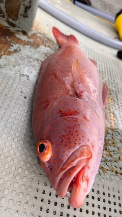 スジアラの釣果