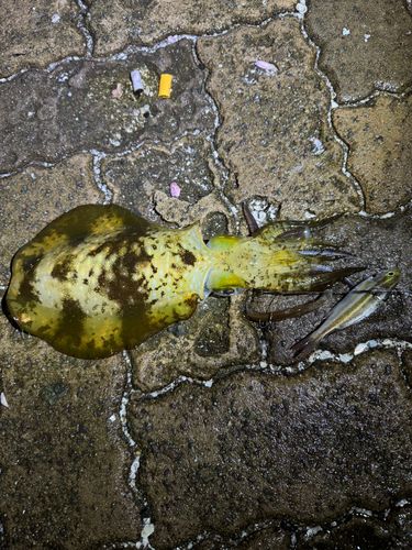 アオリイカの釣果