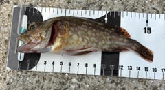 アラカブの釣果