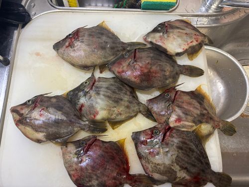 カワハギの釣果