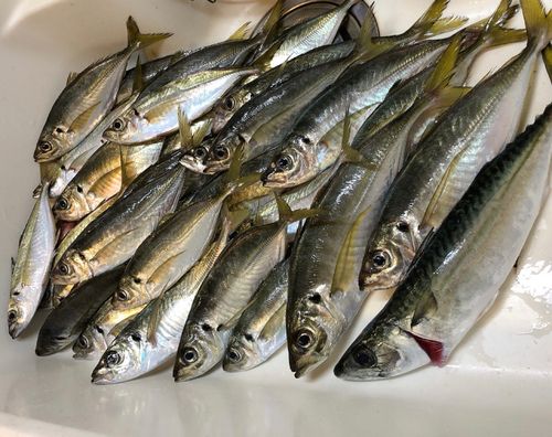 アジの釣果