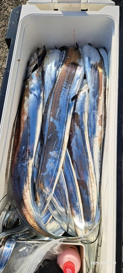 タチウオの釣果