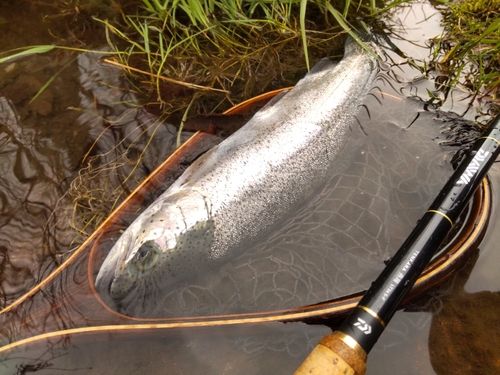 ニジマスの釣果