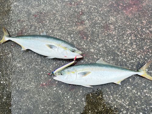 ヤズの釣果