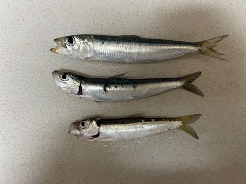 カタクチイワシの釣果