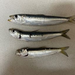 カタクチイワシ