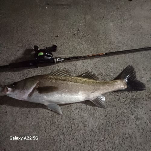 シーバスの釣果