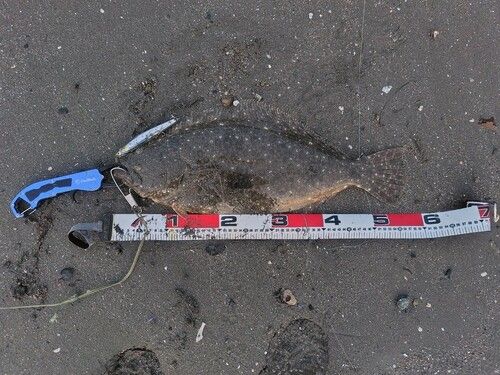 ヒラメの釣果
