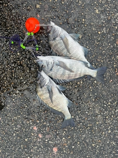 クロダイの釣果