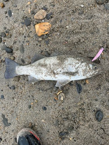 ヒラスズキの釣果