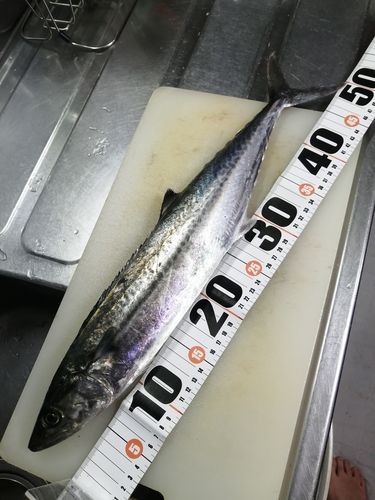 サゴシの釣果