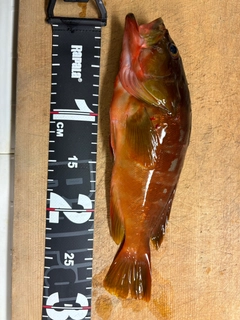 アカハタの釣果