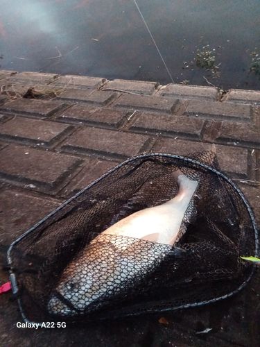 ハクレンの釣果