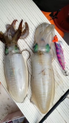 アオリイカの釣果