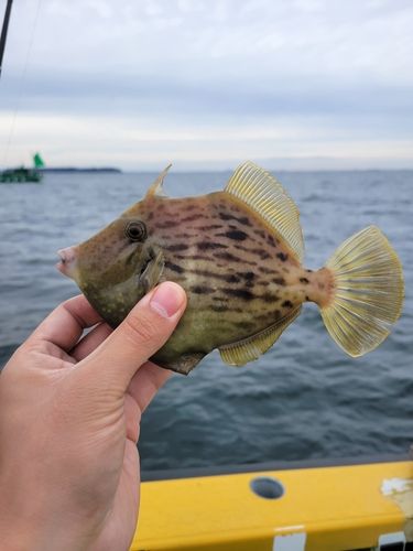 カワハギの釣果
