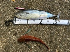 マルソウダの釣果