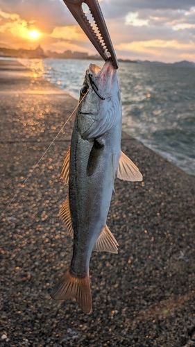 セイゴ（マルスズキ）の釣果