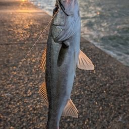 セイゴ（マルスズキ）