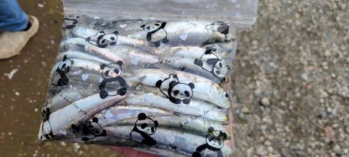 マイワシの釣果