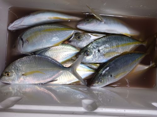 シマアジの釣果