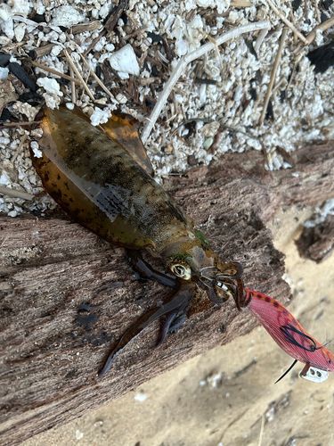 アオリイカの釣果