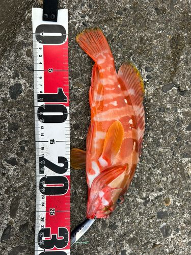 アカハタの釣果