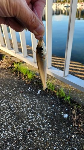 シロギスの釣果