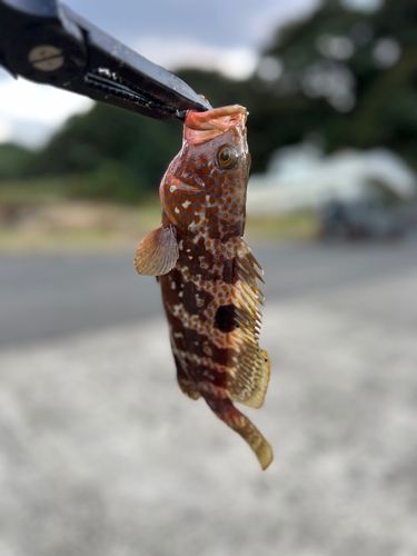 キジハタの釣果