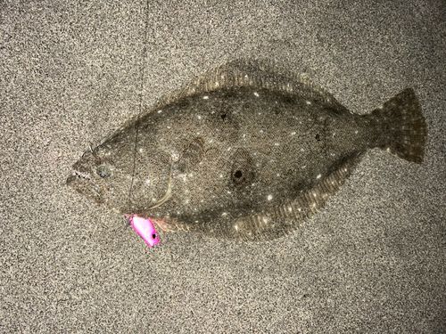 ヒラメの釣果