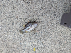 キタマクラの釣果