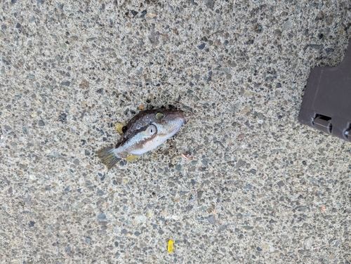 キタマクラの釣果