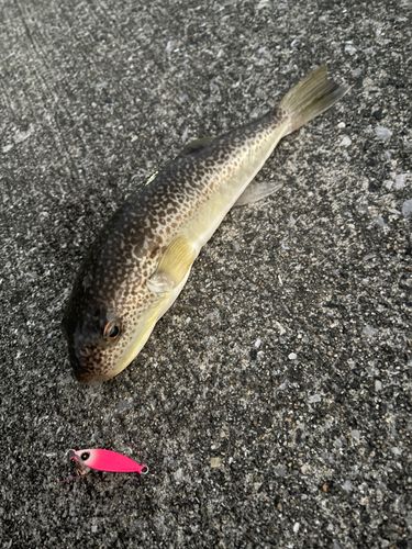 フグの釣果