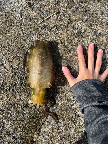 アオリイカの釣果