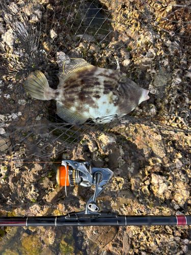 カワハギの釣果
