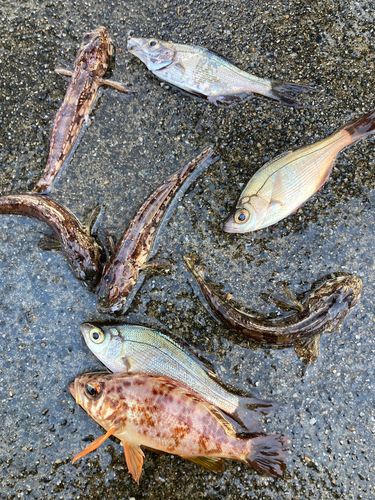 ハナハゼの釣果