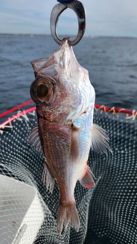 シロムツの釣果