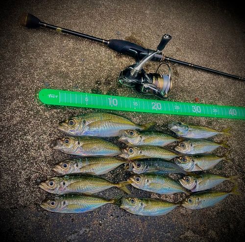 アジの釣果