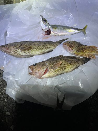 オオモンハタの釣果