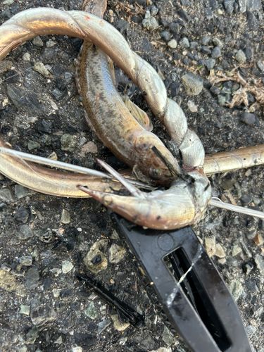 ダイナンウミヘビの釣果