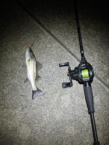 セイゴ（マルスズキ）の釣果