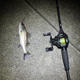 セイゴ（マルスズキ）