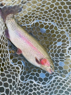 ニジマスの釣果