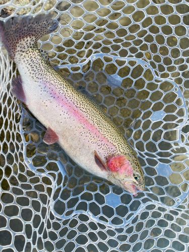 ニジマスの釣果