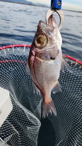 シロムツの釣果